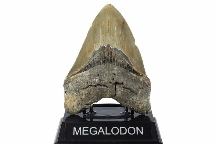 Serrated, Fossil Megalodon Tooth - North Carolina #346320